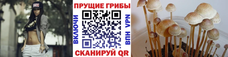 Псилоцибиновые грибы GOLDEN TEACHER Валдай